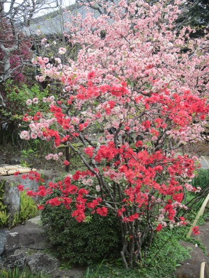 2019-03-29 Kamakura 3 Hase dera