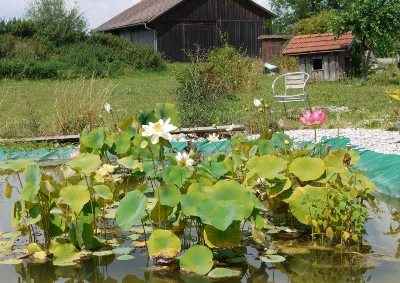 2019-07-21 b Lotus-Teich 06