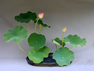 2019-07-21 b Lotus-Teich 