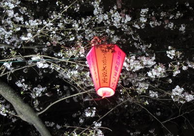 2019-03-24 Tokyo Meguro river 1x
