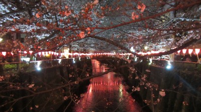 2019-03-24 Tokyo Meguro river 2x