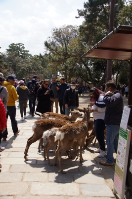 2019-04-03 Nara 3