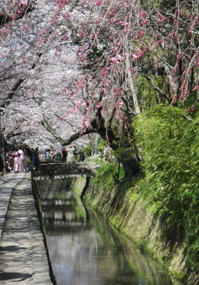 2019-04-05 Kyoto 4 Philosophers Walk