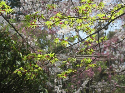 2019-04-06 Kyoto 1 Kinkaku-ji