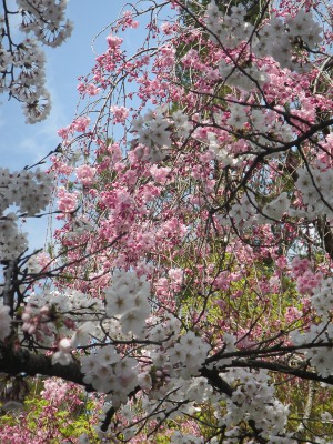 2019-04-06 Kyoto 2 Kinkaku-ji