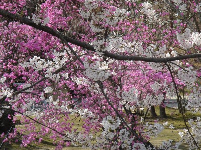 2019-04-06 Kyoto 6 Ninna-ji