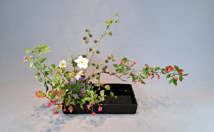 Ohara Ikebana realistische Landschaft