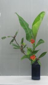 Ohara-Ikebana Bunjin